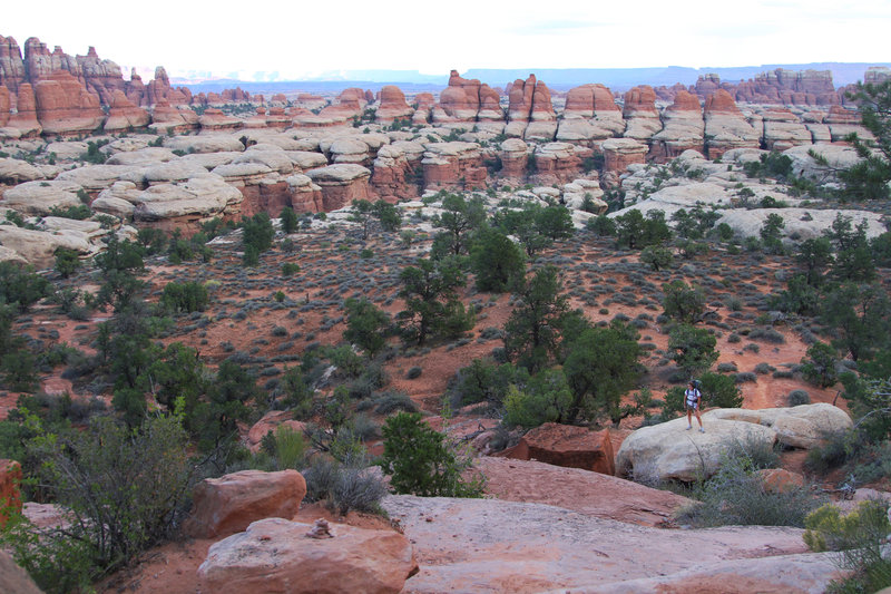 About 1/2 mile from the Elephant Hill Trailhead.