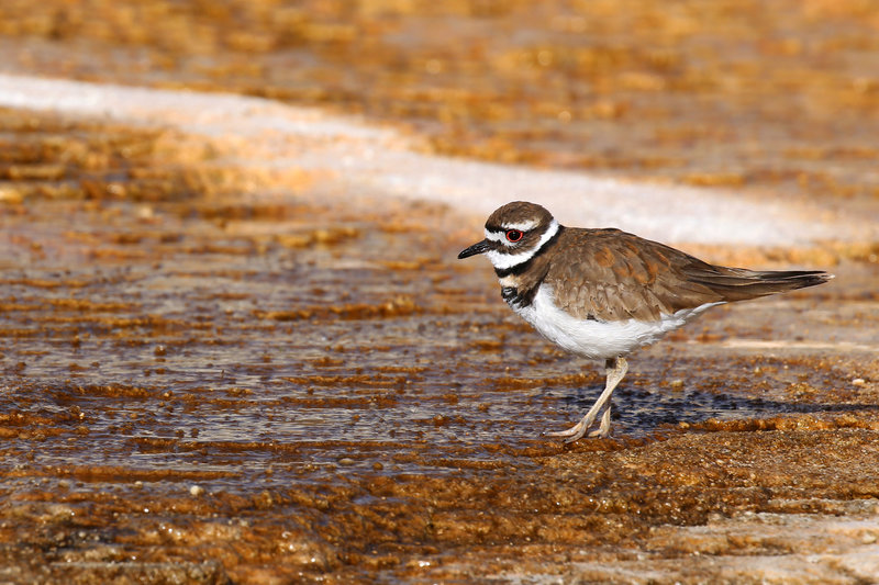 A killdeer forages on Mammoth Hot Springs