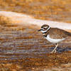 A killdeer forages on Mammoth Hot Springs