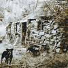 Frenchy's Cabin- Beveridge Canyon, Inyo Mountains Wilderness, CA