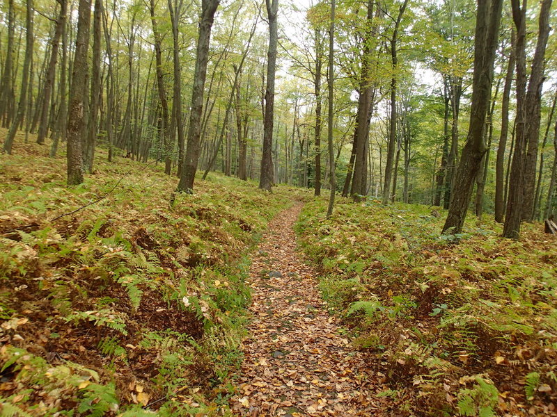 Garvey Spring Trail