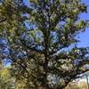 An oak tree with some age.