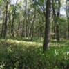 The bottomlands near the Mackinaw River offer a different landscape to explore.