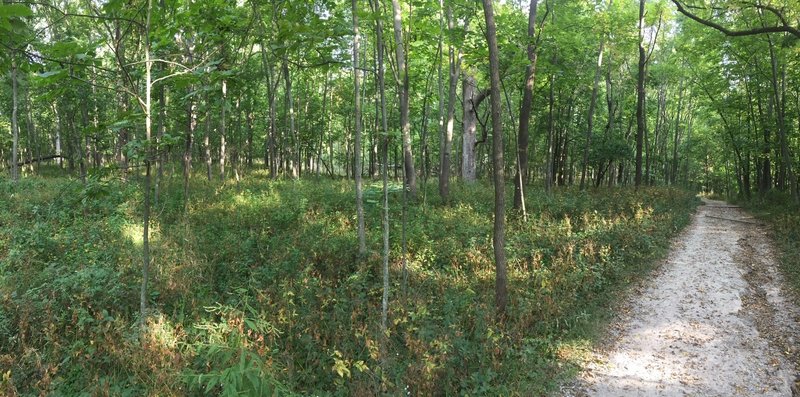 Oak and hickory savanna.