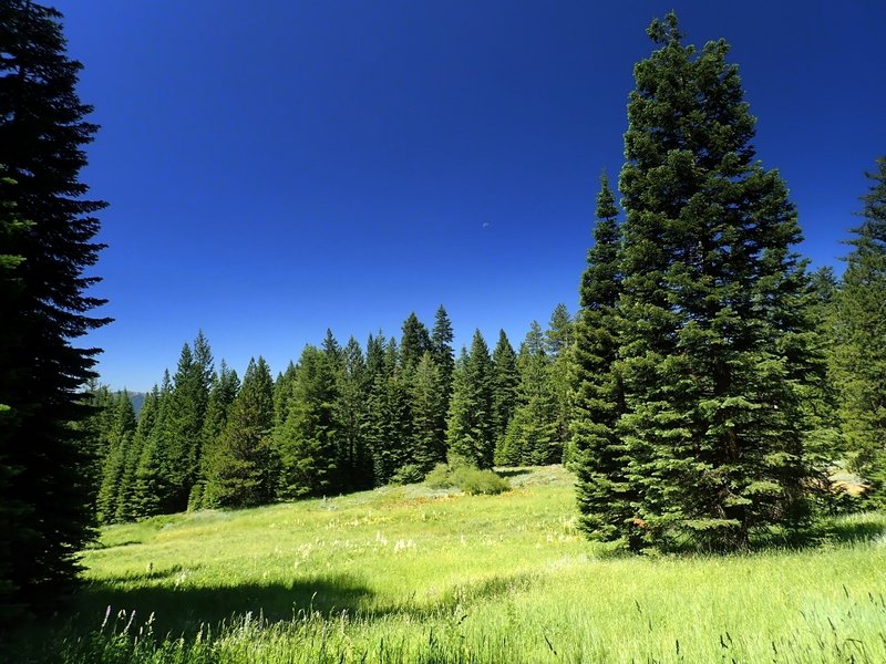 A big meadow along the Wagner Butte Trail