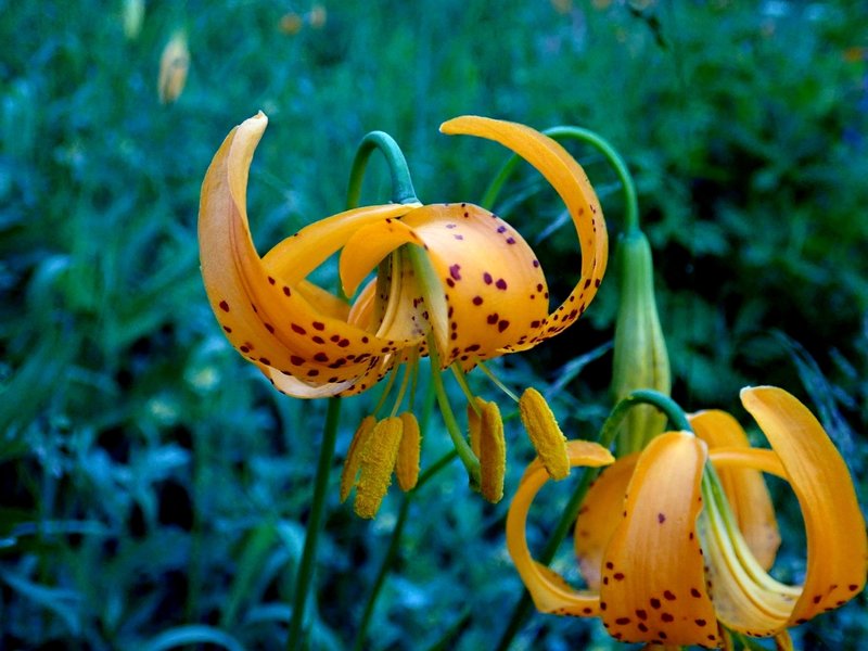 Spring wildflowers along the Wagner Butte Trail