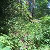 Example of overgrown trail in June 2017. Not as bad as it looks since the overgrown sections are no more than 50 feet.