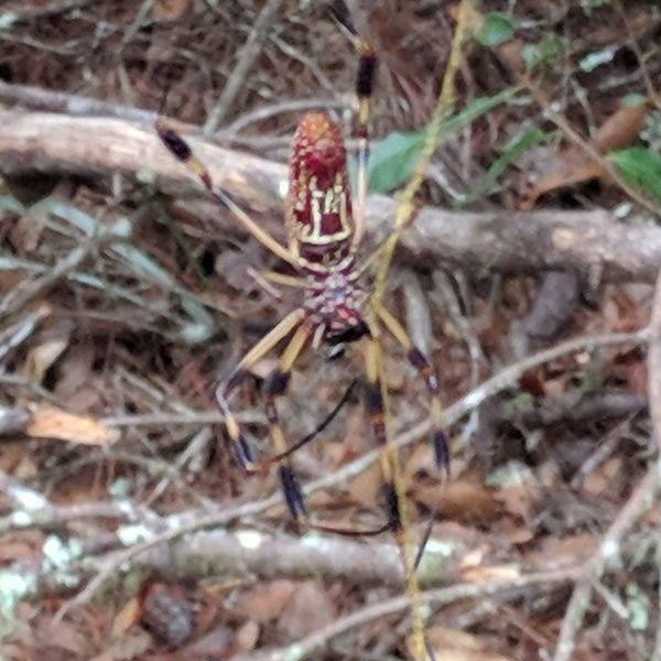 One of MANY Golden Silk Orb Spiders