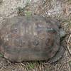 Tortoise near end of the trail.