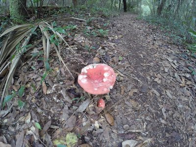 Interesting mushroom seen along the trail.