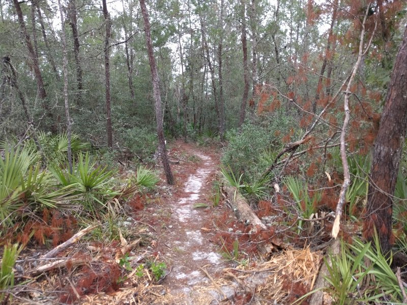 Typical trail type.