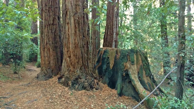 Many second growth redwoods replace a logged old growth redwood. Logging ended in the early 1900s in this area.