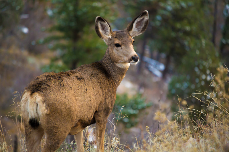 Deer on the trail.