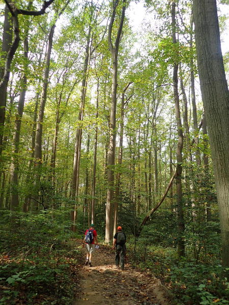 Massive poplar trees on Grand Tour.