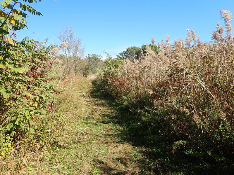 Dock Road Trail