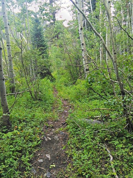 Smooth trail, West Mancos-style