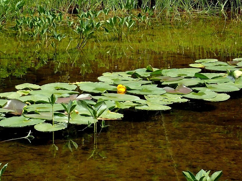 Flowering lily in the Lily Pond