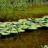 Flowering lily in the Lily Pond