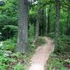 Inner Peace Loop rolling under the forest canopy.