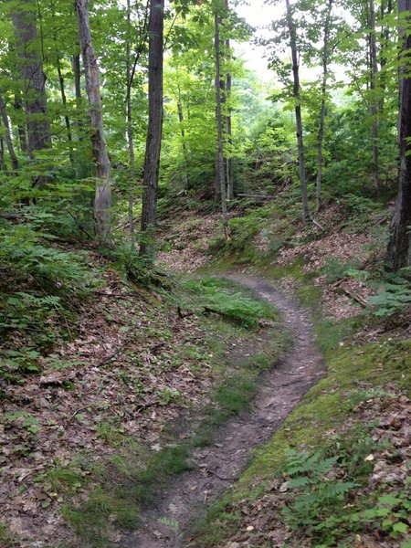 Bobsled Loop ravine.