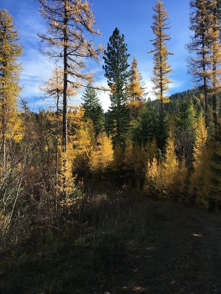 Tamaracks in fall colors on the descent.