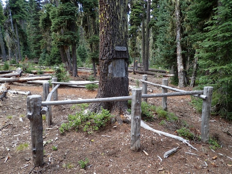 The Judge Waldo Tree at the south end of Island Lake