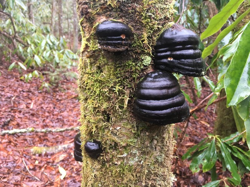 Fungus on moss covered tree at Snowbird Creek