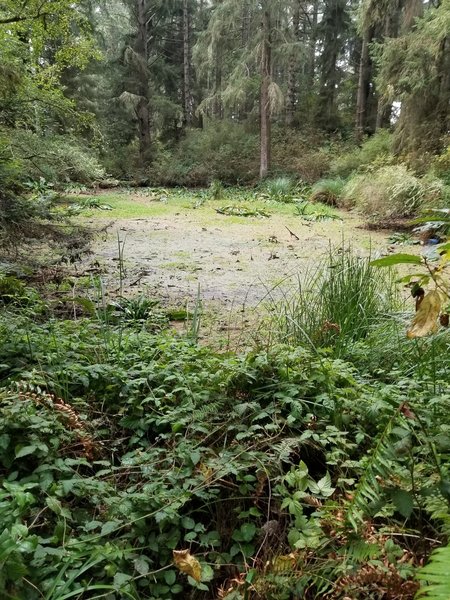 A view of Zipporah pond.