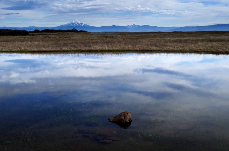 A vernal pond on Lower Table Rock with Mount McLoughlin on the horizon