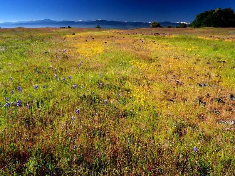 More wildflowers on Upper Table