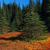 Fall colors along the Placid Lake Trail