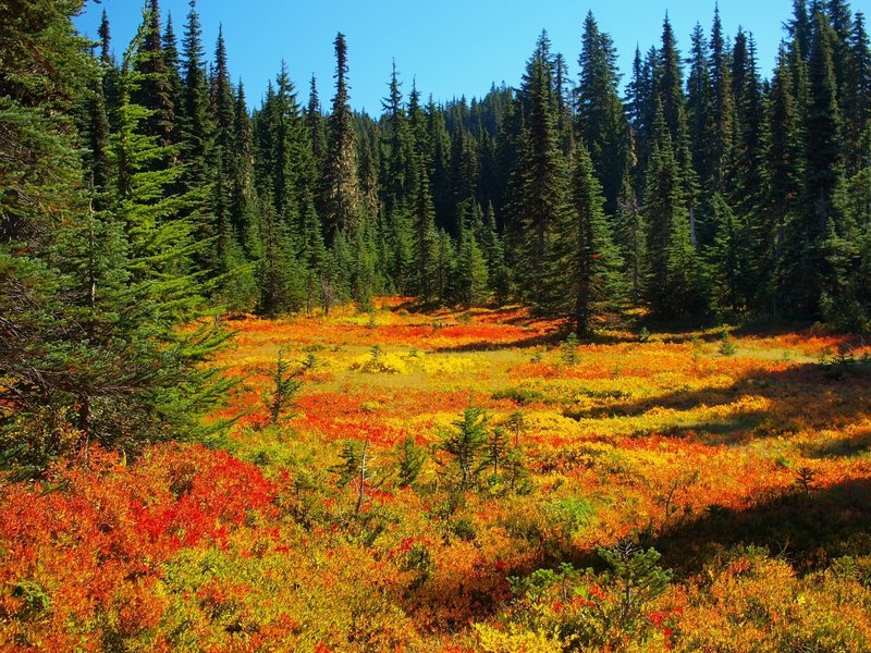 A meadow in Fall colors along the Lemei Trail