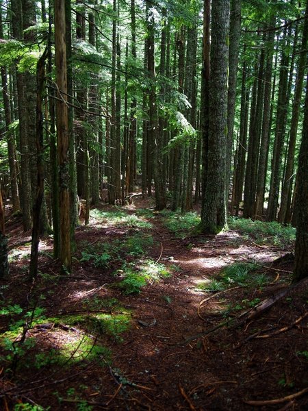 Higher up along Wildcat Ridge