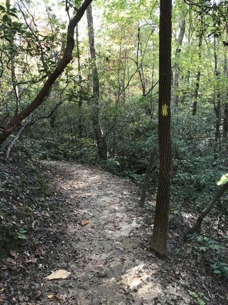 Trail is an easy hike with kids, beginner hikers or to stretch legs and marked with the paint on the side of the tree all though not really needed.