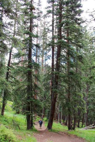 Trail between pine trees