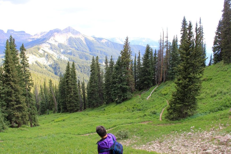 Descending through pine trees