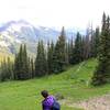 Descending through pine trees