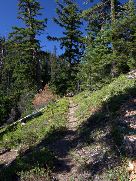 Ascending the Gumjuwac Trail #480