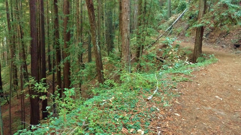 Cape Horn Trail winds along the steep, forested hillsides of the deep Fall Creek Valley.