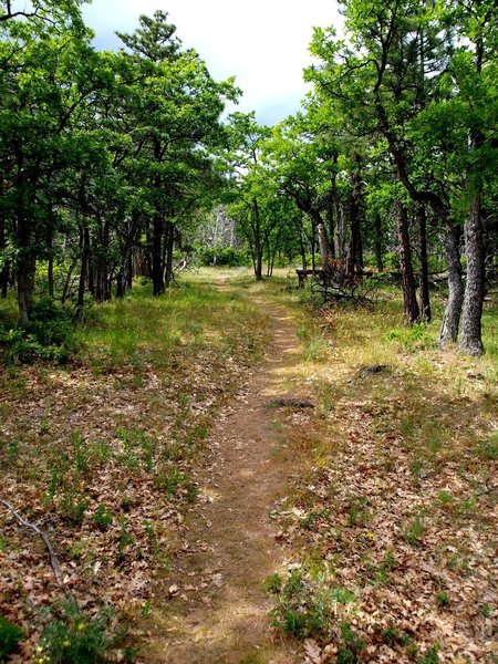 Along the start of the Tygh Creek Trail