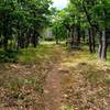 Along the start of the Tygh Creek Trail