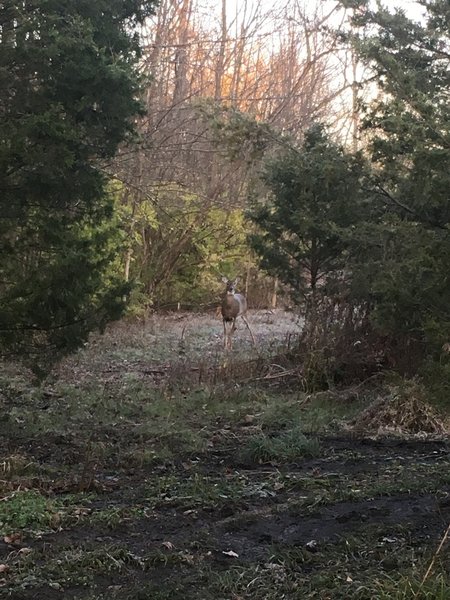 One of the many deer you may see on the trails