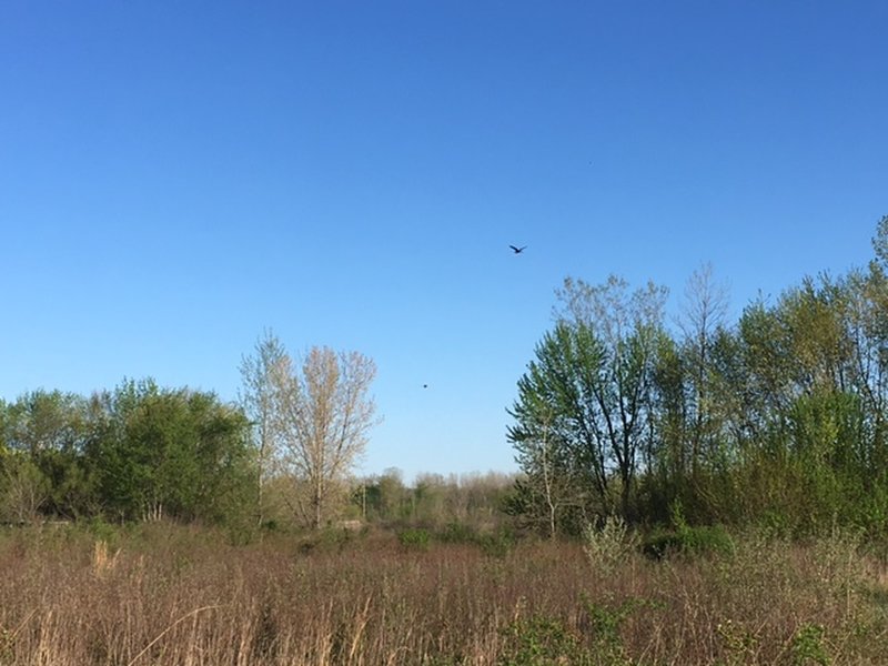 Great Blue Heron Flying over the wetlands