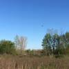 Great Blue Heron Flying over the wetlands