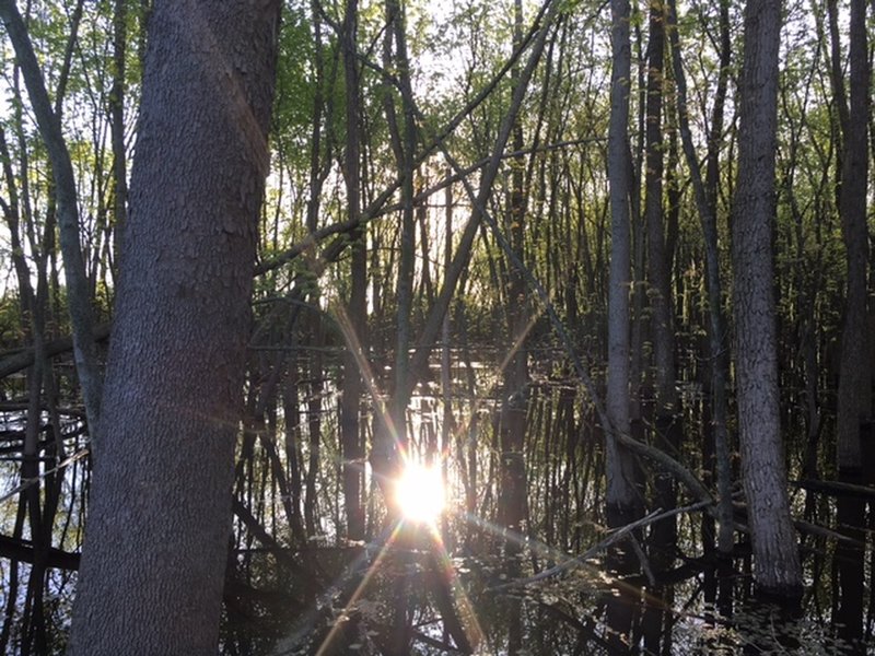 Marshland leading to the canal