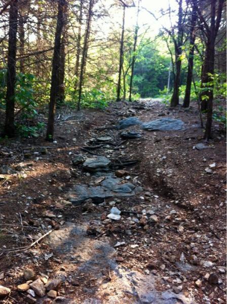 One of the many forest trails.