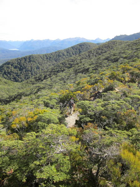 A break in the trees along the ridge.