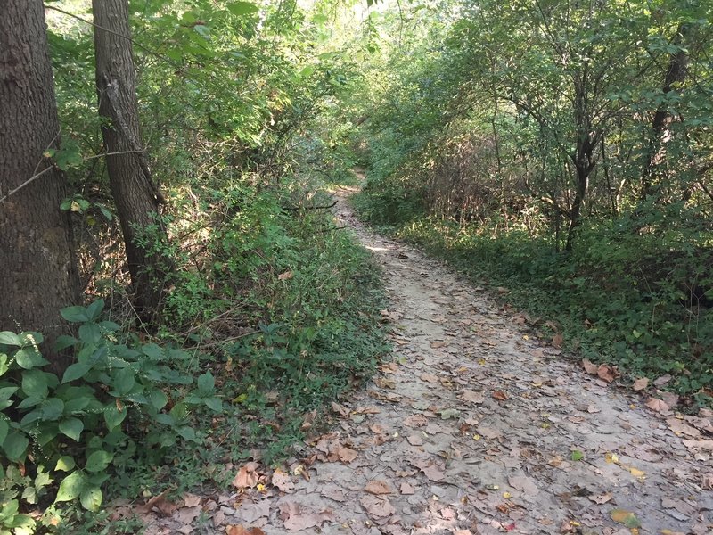 Dogwood Hill Trail where it connects to the First Avenue Loop