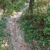 The trail snaking up dogwood hill.