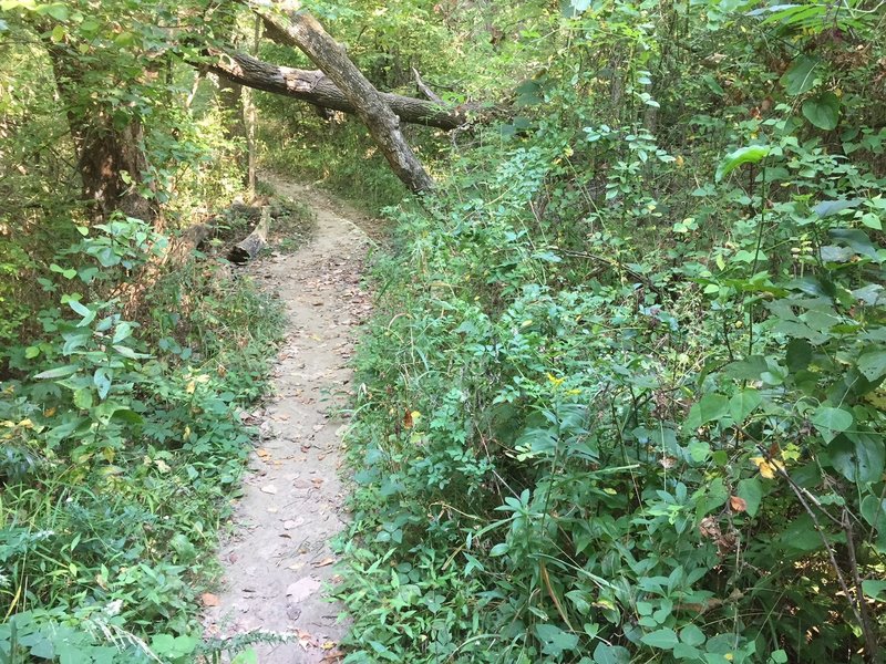 Dogwood Hill Trail obstacle.